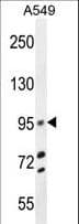 SPRING / TRIM9 Antibody (aa648-676)