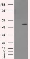 Monoclonal Mouse anti-Human LIPG / Endothelial Lipase Antibody (clone OTI3G7, IHC, WB)