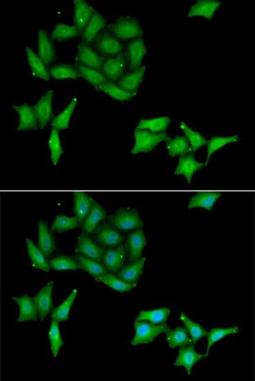 CCNC / Cyclin C Antibody