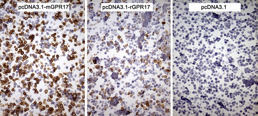 Monoclonal Mouse anti-Human GPR17 Antibody (clone OTI6E2, IHC)