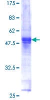 Human C16orf5 / I1 Protein (Recombinant GST)