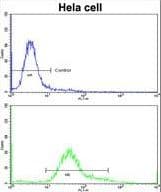 IMMT / Mitofilin Antibody (aa700-729)