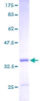 Human Apolipoprotein C-I (Recombinant GST)