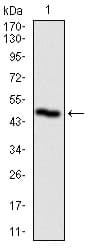 Monoclonal Mouse anti-Human PLK1 / PLK-1 Antibody (clone 1D1, IF, WB)