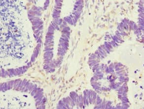 ZWINT Antibody