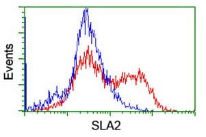 Monoclonal Mouse anti-Human SLA2 / SLAP2 Antibody (clone OTI1D8, IHC, WB)