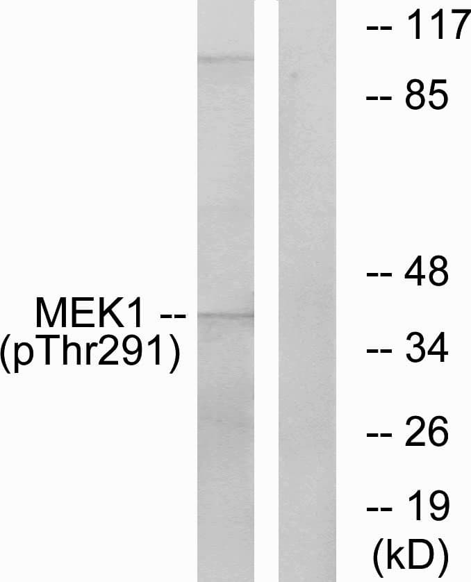 Polyclonal Rabbit anti-Human MAP2K1 / MKK1 / MEK1 Antibody (phospho-Thr291, WB)