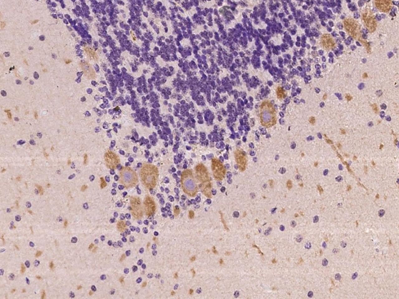 BTG2 Antibody