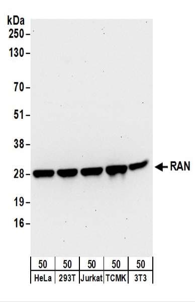 RAN Antibody (aa166-216)