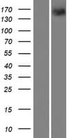 PTPRT Protein (Over-Expression Lysate Myc-DDK (Flag))