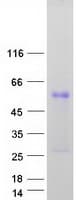 Human C4orf19 Protein (Recombinant Myc-DDK (Flag))