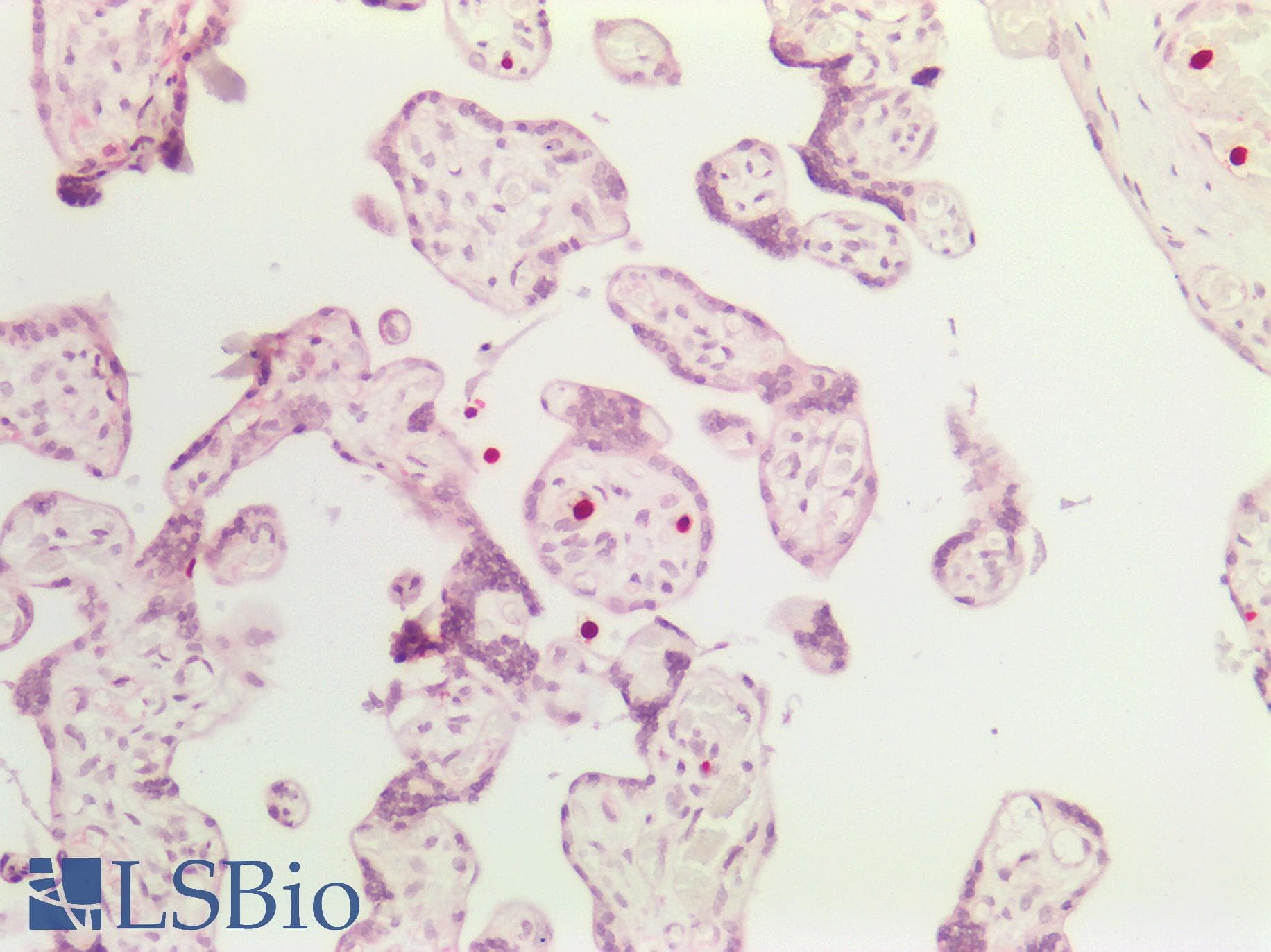 PathPlus™ EIF4EBP1 / 4EBP1 Antibody (aa35-84)