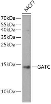 Polyclonal Rabbit anti-Human GATC Antibody (WB)