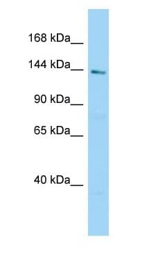 C2orf71 Antibody (C-Terminus)