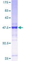 Human TMED2 Protein (Recombinant GST)
