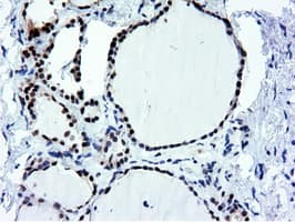 NT5DC1 Antibody (clone OTI1E11, Carrier-free)