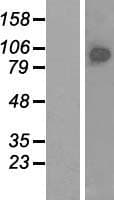 BRF1 Protein (Over-Expression Lysate Myc-DDK (Flag))