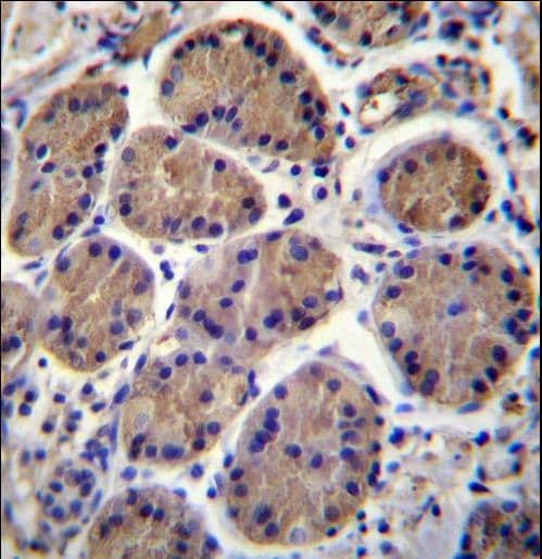 SH3TC1 Antibody (aa1026-1055)