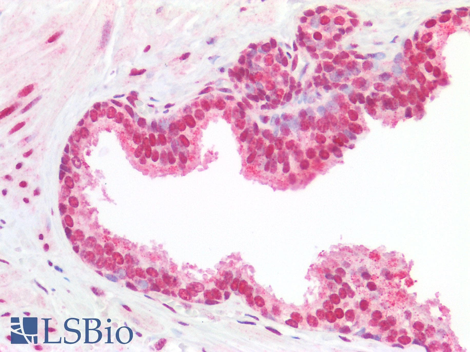 FAN1 Antibody (aa1-50)