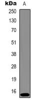 HIST1H3H Antibody