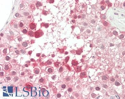 CETN2 / Centrin 2 Antibody (FITC)