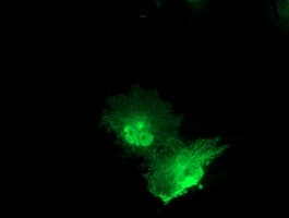 PNMT Antibody (clone OTI2F2)