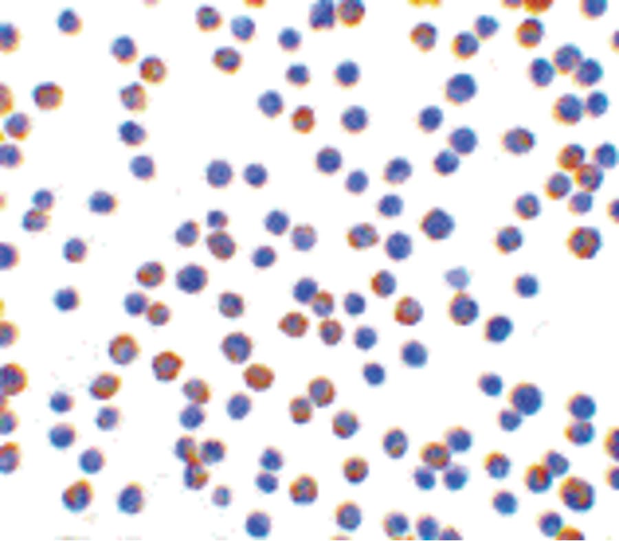 IHC-plus™ XBP1 Antibody