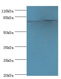 LHCGR / LHR / LH Receptor Antibody (aa27-363)