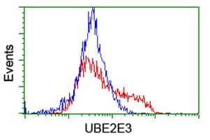 UBE2E3 Antibody (clone OTI1B4)