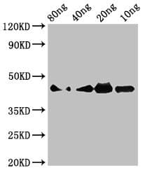Polyclonal Rabbit anti-Naja kaouthia CVF Antibody (WB)