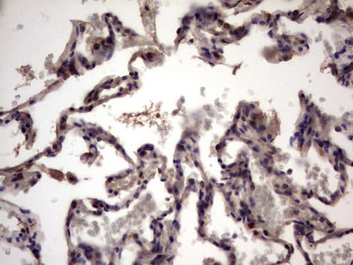 UFD1L Antibody (clone OTI7C9)