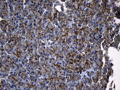 AQP8 / Aquaporin 8 Antibody (clone OTI1C10, Carrier-free)