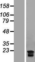 CGB7 Protein (Over-Expression Lysate Myc-DDK (Flag))