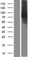 GGA1 Protein (Over-Expression Lysate Myc-DDK (Flag))