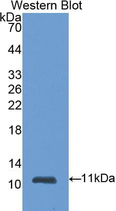 S100A6 / Calcyclin Antibody (aa1-89, APC)