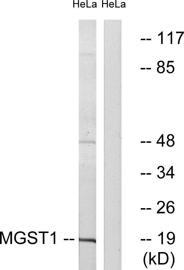 Polyclonal Rabbit anti-Human MGST1 Antibody (WB)