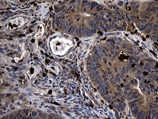 FAM131C Antibody (clone OTI1C2, Carrier-free)