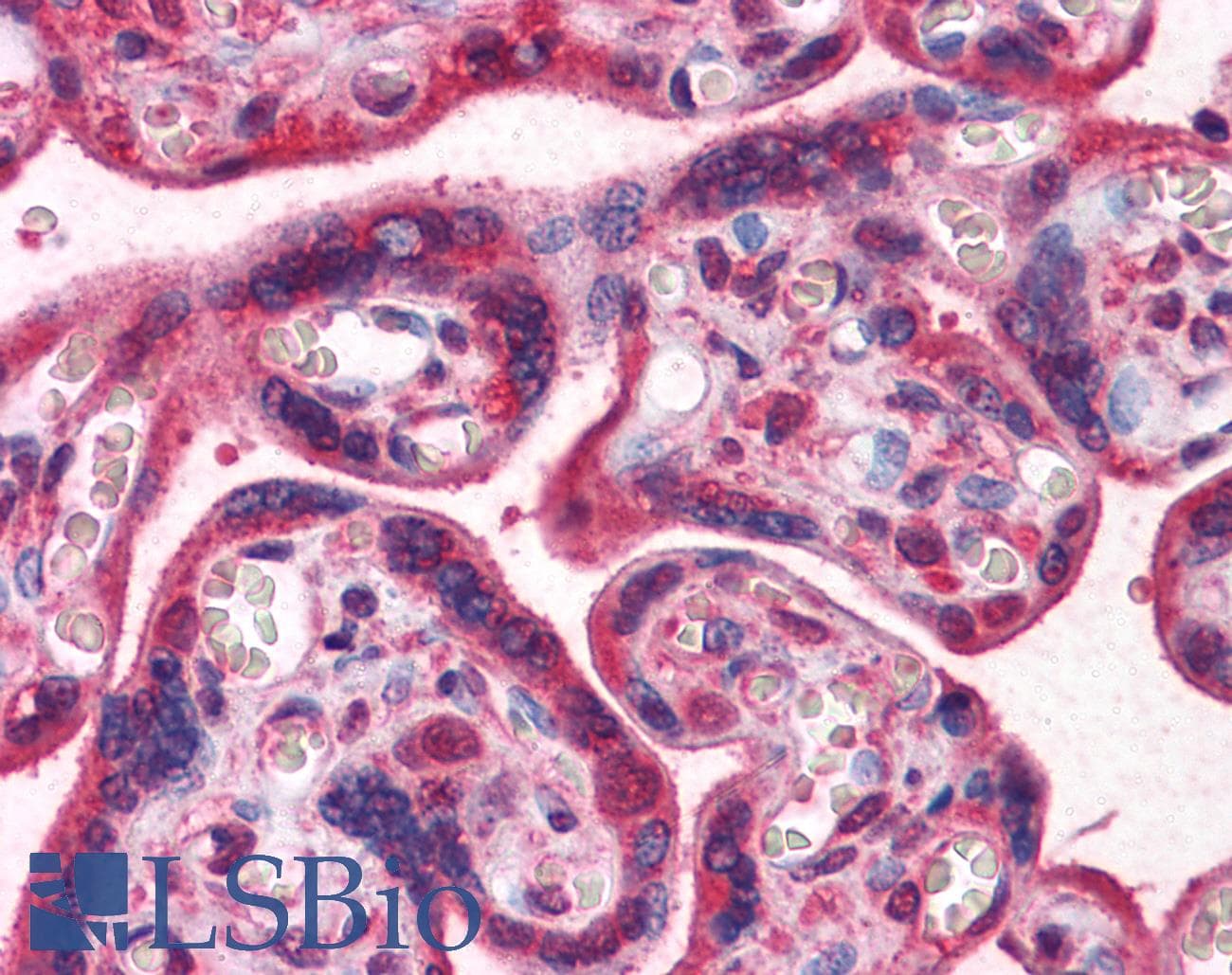 IHC-plus™ LAMB1 / Laminin Beta 1 Antibody (clone 2D9G5)