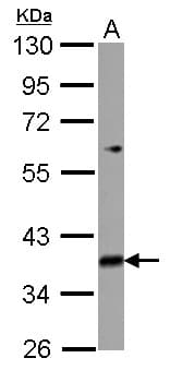 MRPL39 Antibody