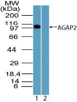 AGAP2 / PIKE Antibody (aa450-500)