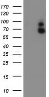 Monoclonal Mouse anti-Human GBP1 Antibody (clone OTI1B2, IHC, IF, WB)