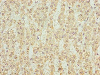 CYP4X1 Antibody