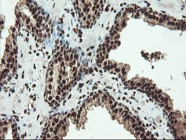 SAMHD1 Antibody (clone OTI1A1, Carrier-free)