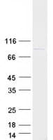 Human POLH / DNA Polymerase Eta Protein (Recombinant Myc-DDK (Flag))