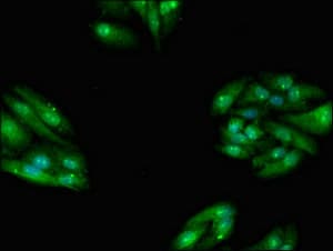 TBC1D15 Antibody