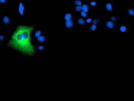 DPP9 Antibody (clone OTI2D4)