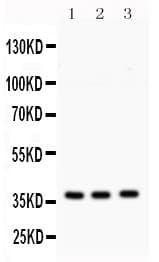 STX1A / Syntaxin 1A Antibody (aa1-28)