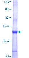 Human STT3A / ITM1 Protein (Recombinant GST, N-terminus)
