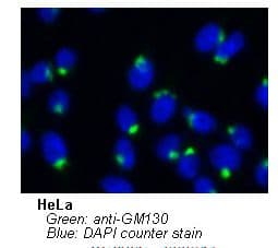 Monoclonal Mouse anti-Human GOLGA2 / GM130 Antibody (clone 5G8, WB)