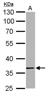 TMEM59 Antibody (aa16-311)